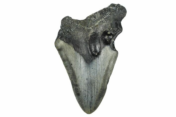 Partial, Fossil Megalodon Tooth - North Carolina #371720